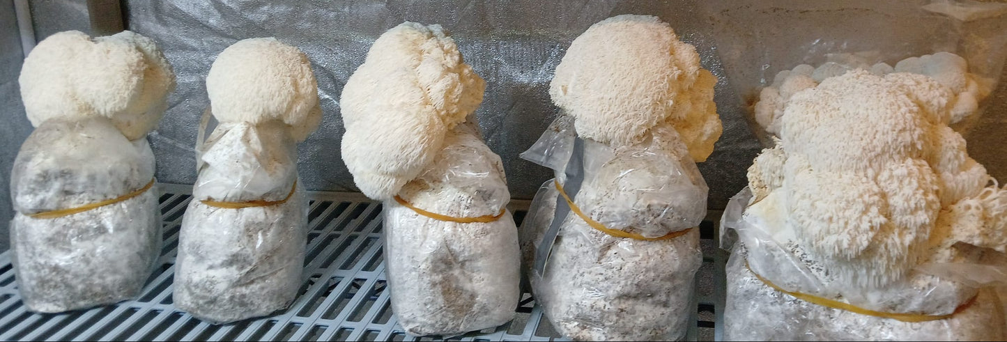Fresh Lion's Mane (Hericium erinaceus)
