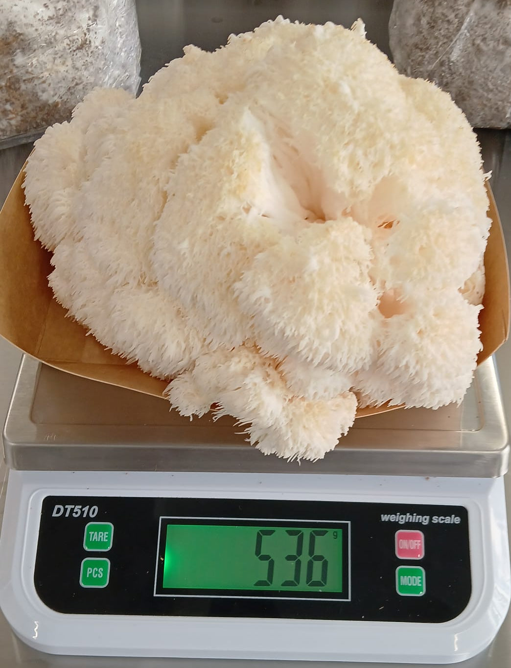 Large white lions mane mushroom on a digital scale displaying weight