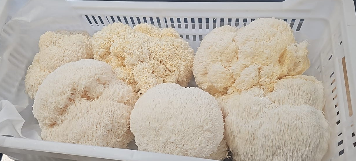 Fresh Lion's Mane (Hericium erinaceus)
