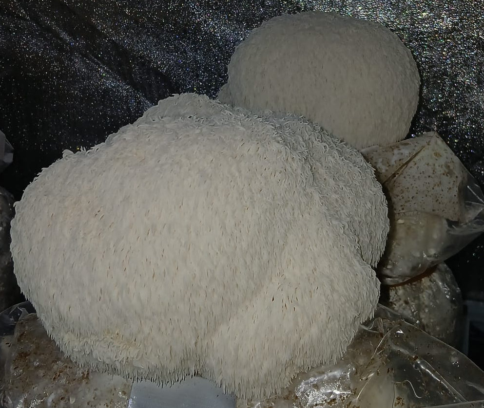 Fresh Lion's Mane (Hericium erinaceus)