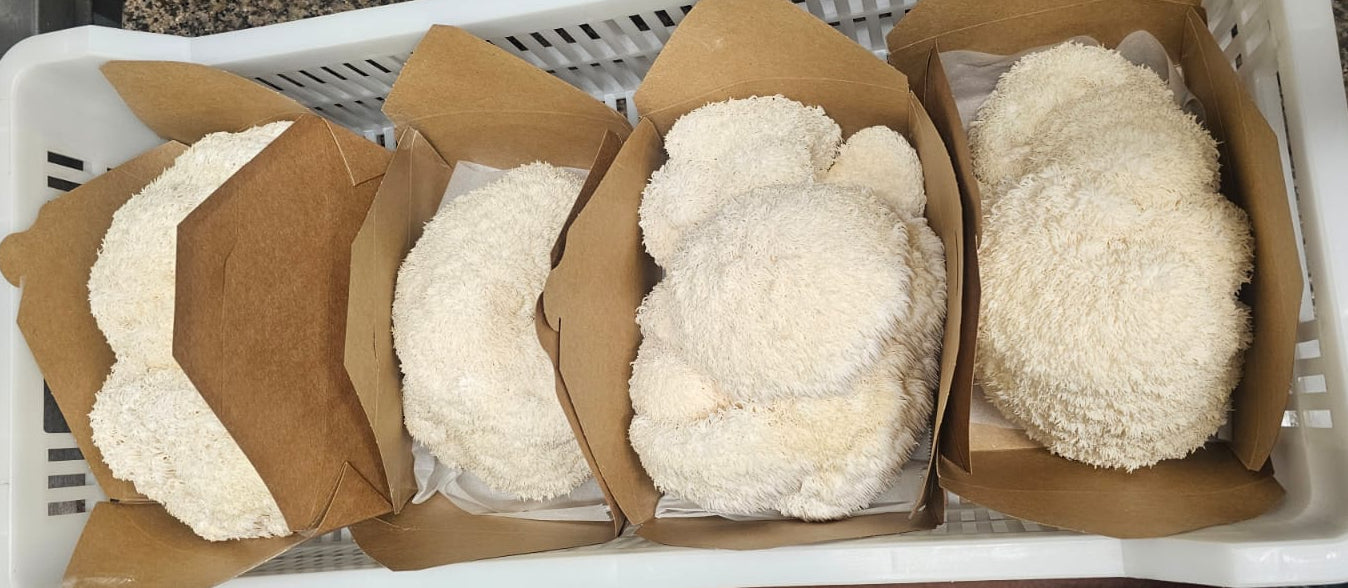 Boxes of lions mane mushrooms in a white container on a countertop.