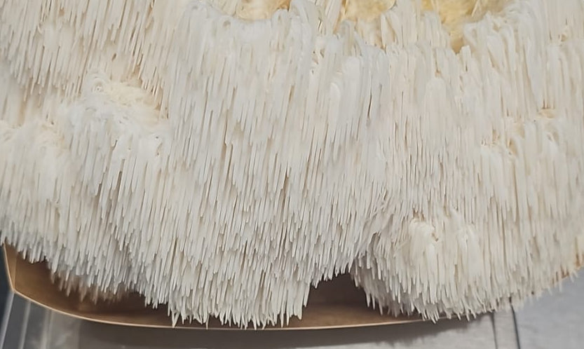 Fresh Lion's Mane (Hericium erinaceus)