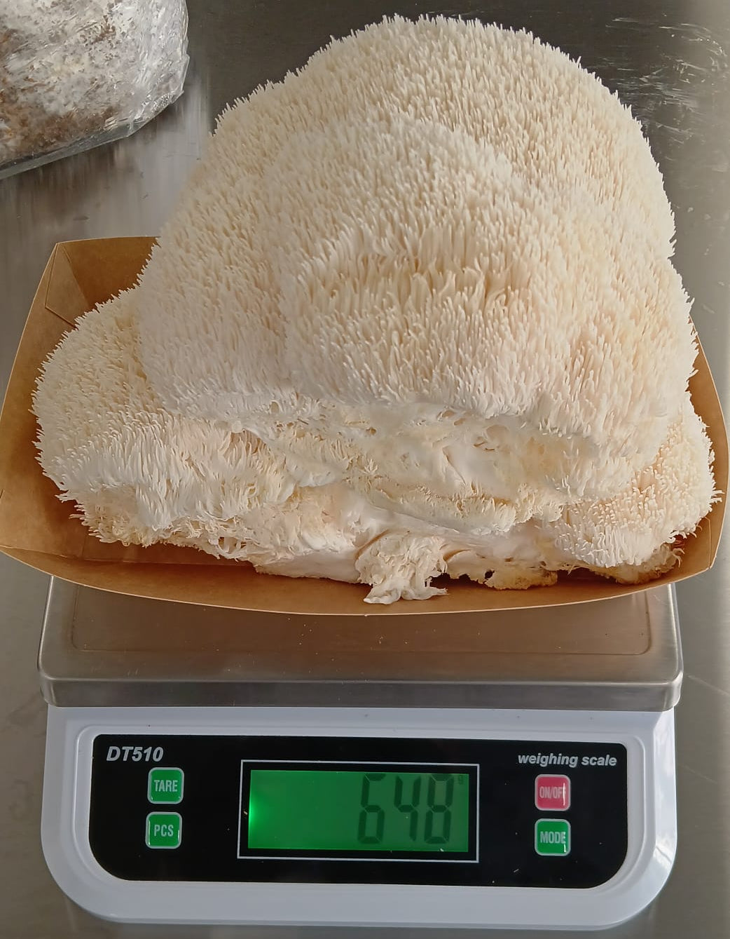 Fresh Lion's Mane (Hericium erinaceus)