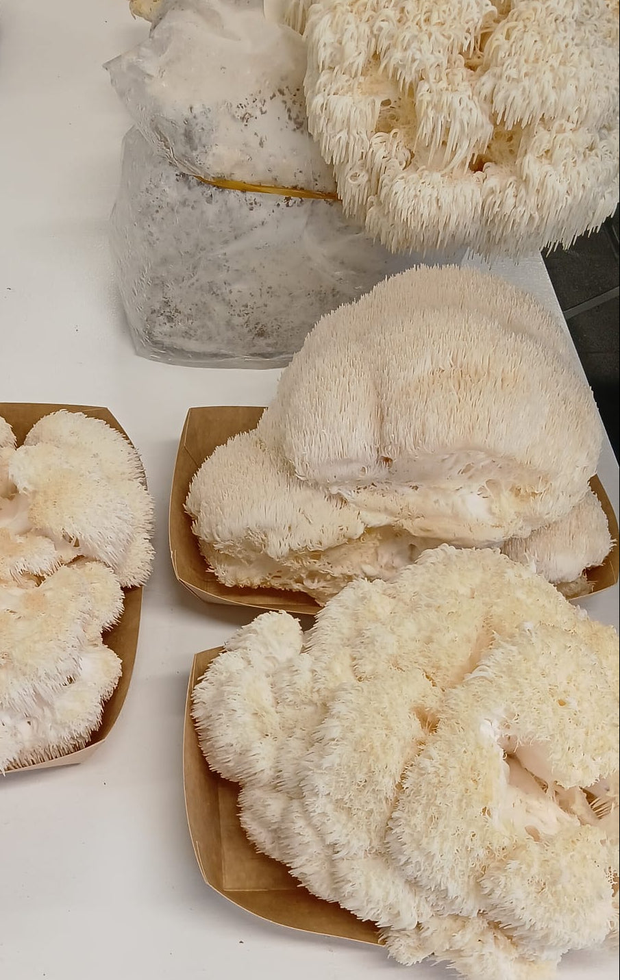 Fresh Lion's Mane (Hericium erinaceus)